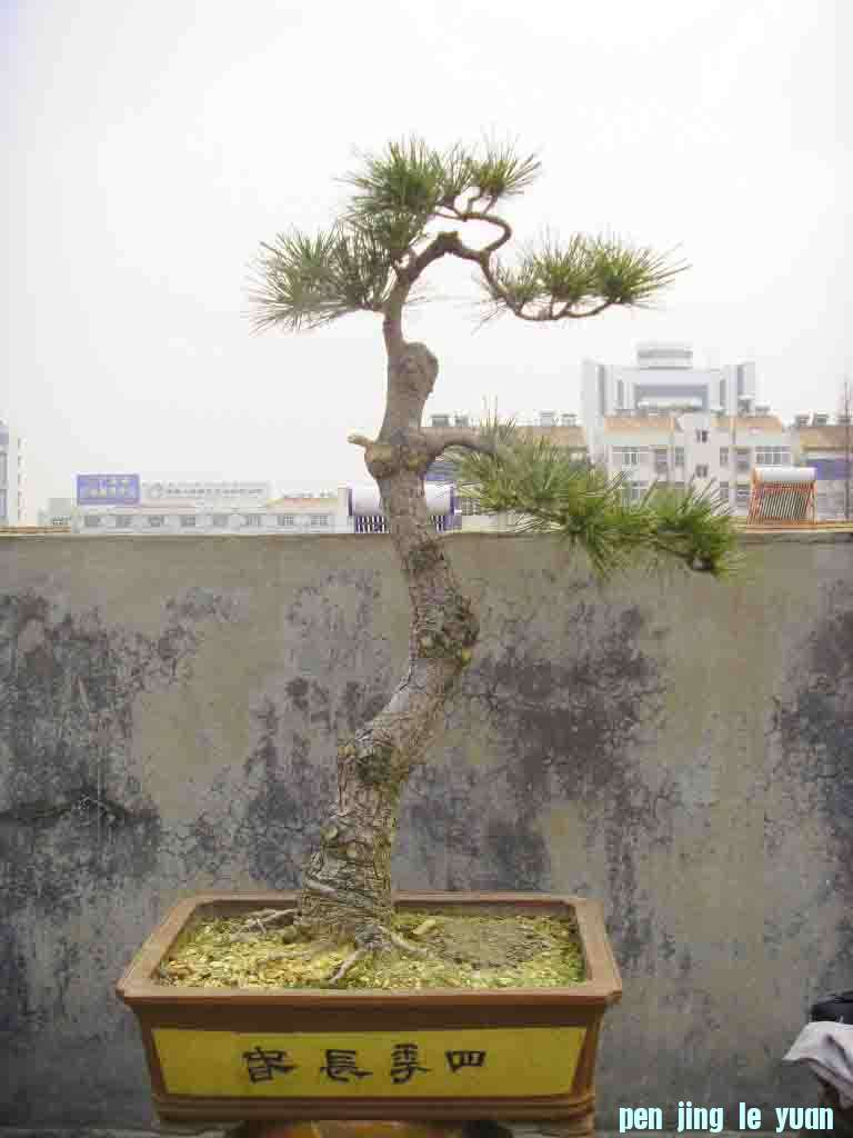 SDC12500.JPG