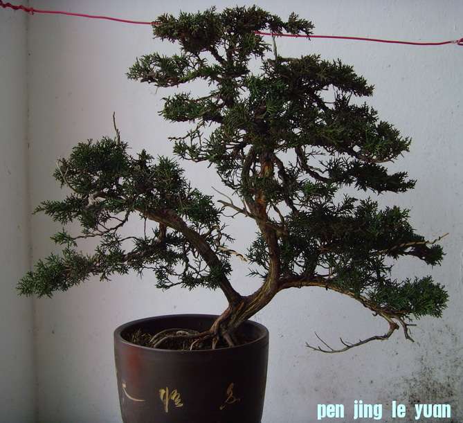 SNV37729.JPG