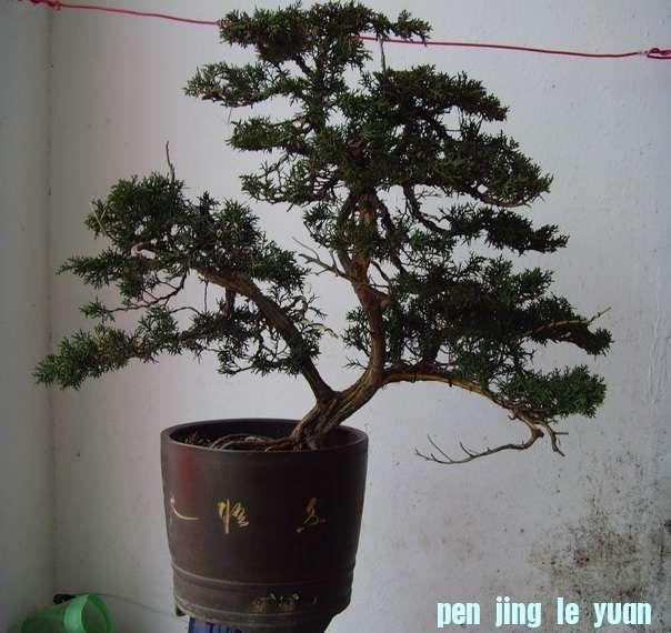SNV37730.JPG