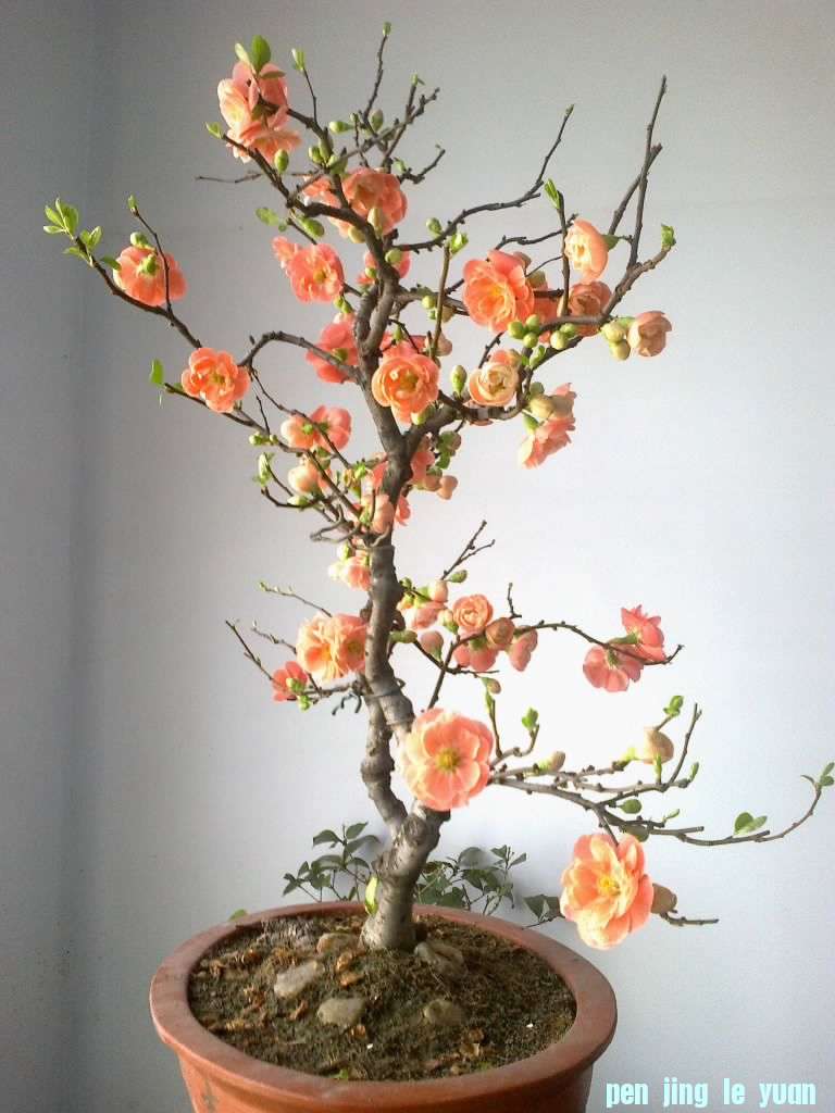 20120302916.jpg