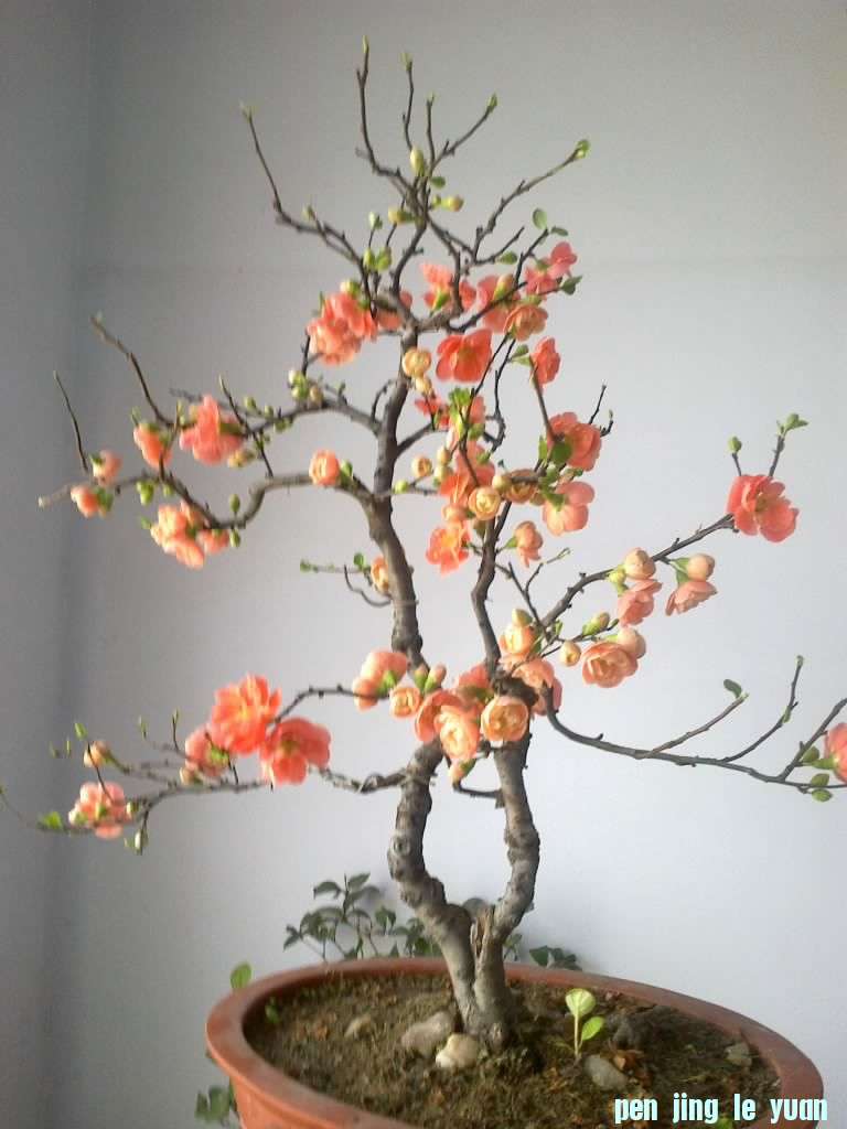 20120302921.jpg