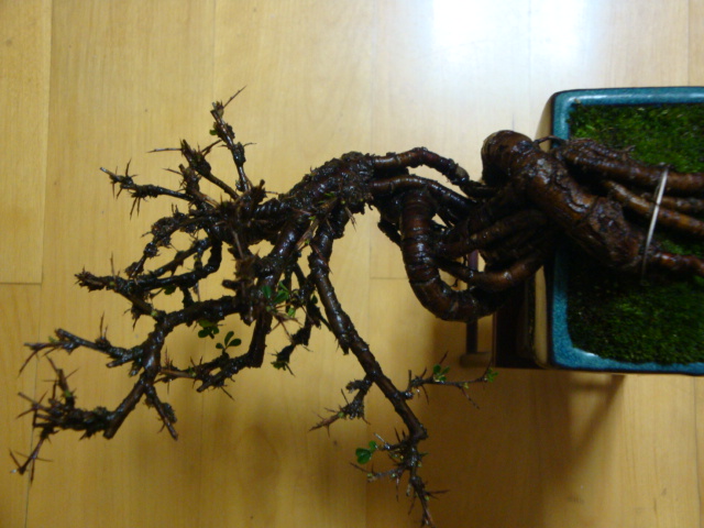 DSC07973.JPG