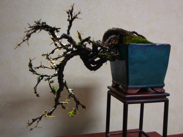 DSC07966.JPG