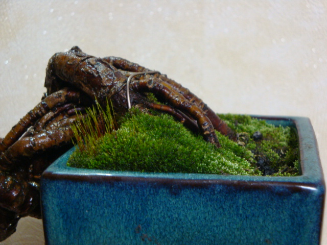 DSC07968.JPG
