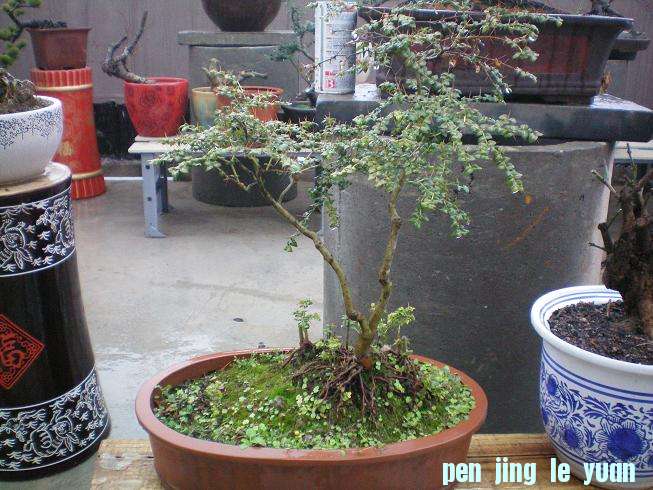 100_0979.JPG