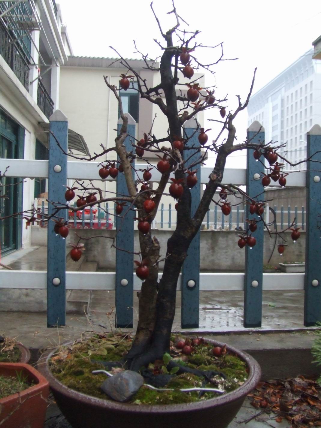 С ת DSCF8482.JPG