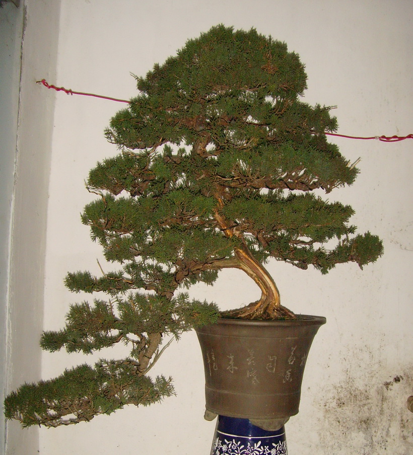 SNV37749.JPG