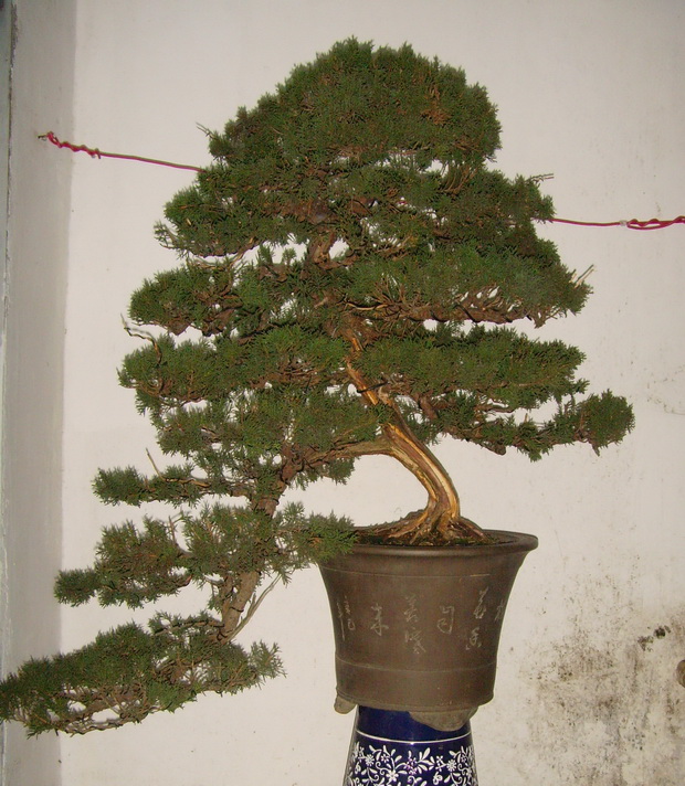 SNV37747.JPG