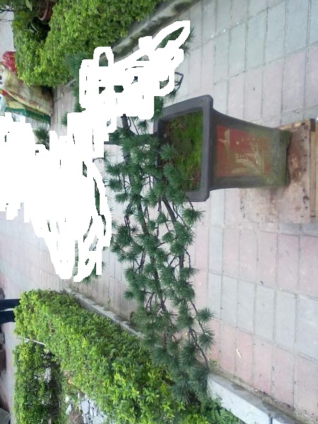 20120304497_jpg_thumb.jpg