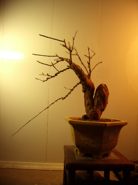 P3050013.JPG