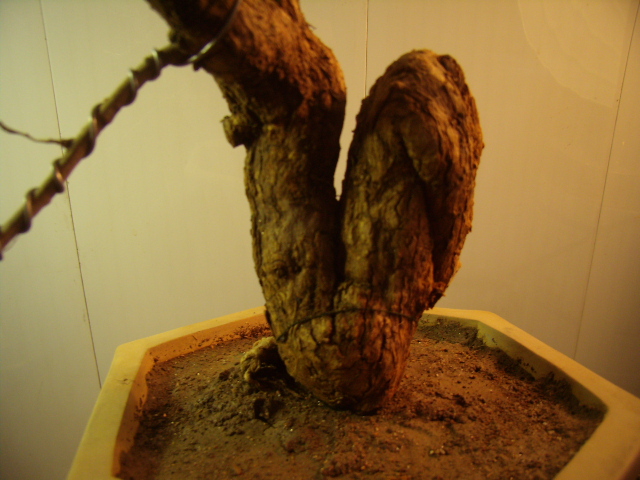 P3050020.JPG