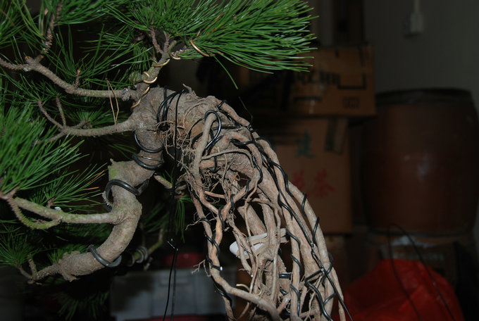 DSC_0559.JPG