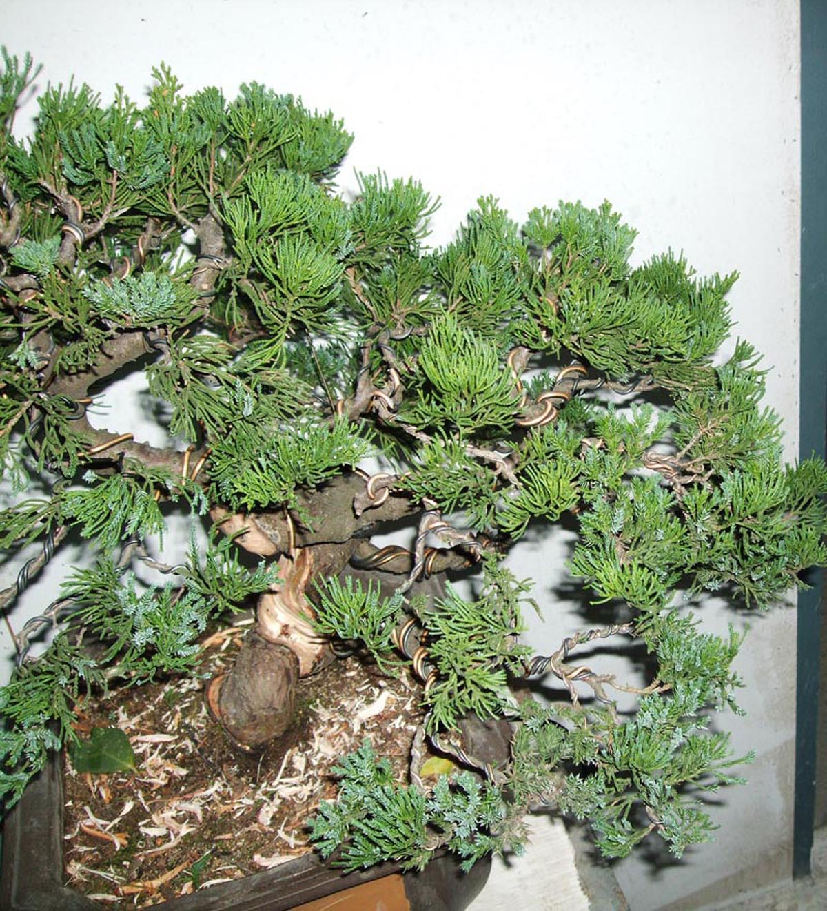DSCF1377.jpg