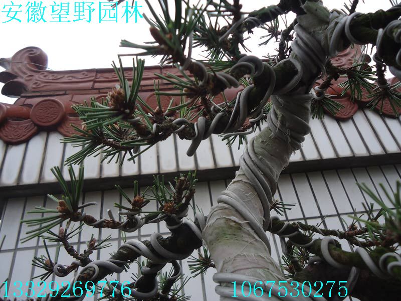 DSC03194.jpg