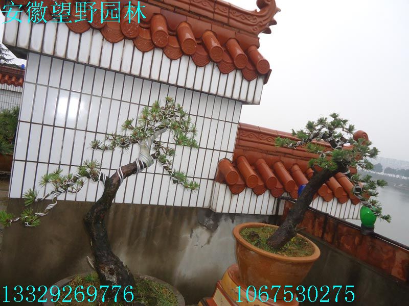 DSC03190.jpg