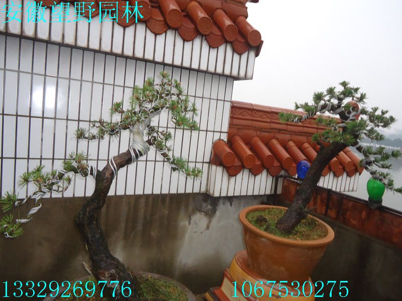DSC03189.jpg
