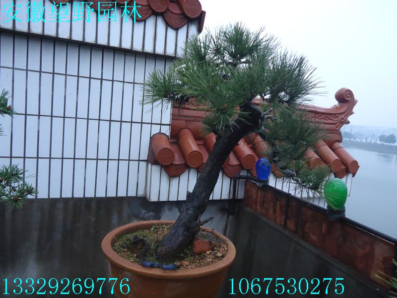 DSC03181.jpg