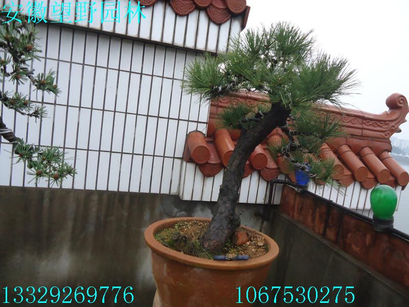 DSC03180.jpg