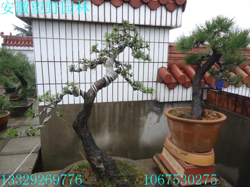 DSC03179.jpg