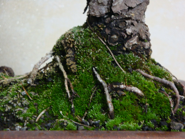 DSC08046.JPG