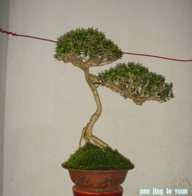 SNV37752.JPG