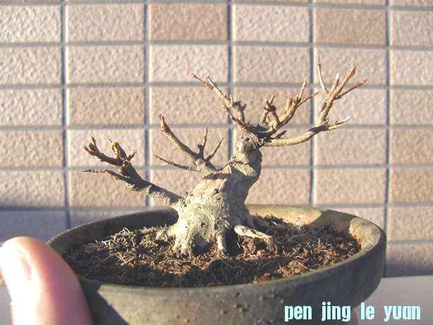 20101128194207fa7.jpg