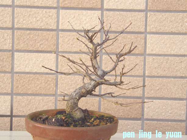20101221215431b33.jpg