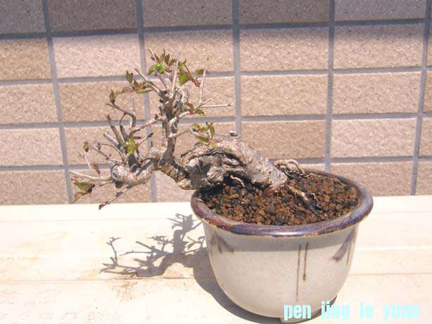 20110404213803d1b.jpg