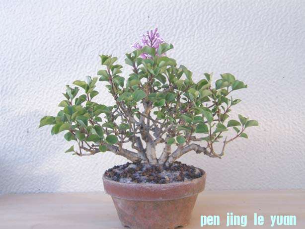 20110505203508ec6.jpg