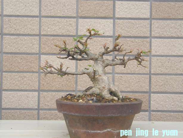 20110615220537cd4.jpg