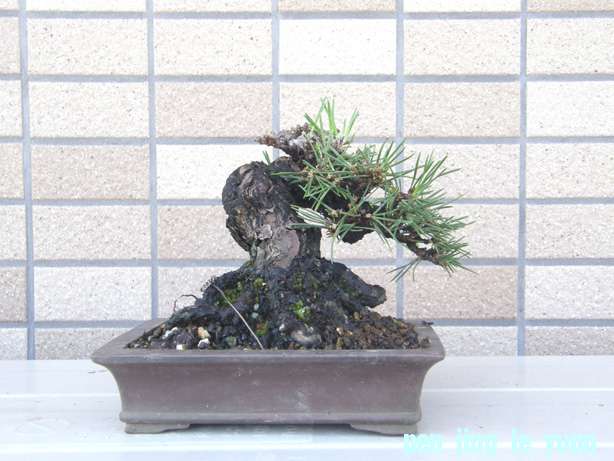 20110717193231b87.jpg