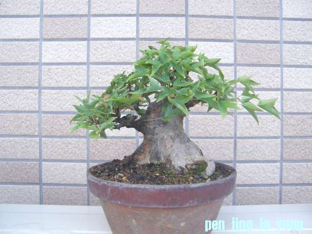 20110830194018f8f.jpg