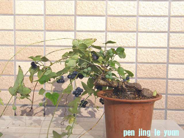 20111114210812e7c.jpg