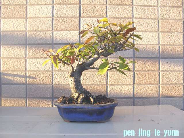20111124200419e1a.jpg