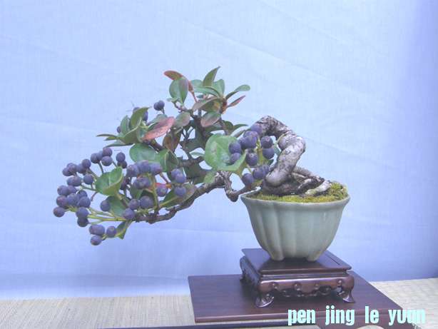 2010112020463359d.jpg