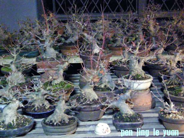 2010122523570226f.jpg