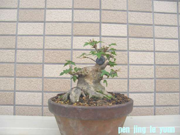 2011061220030427a.jpg