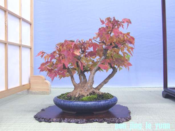 20101120204603788.jpg