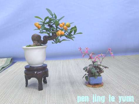 20101120204614369.jpg