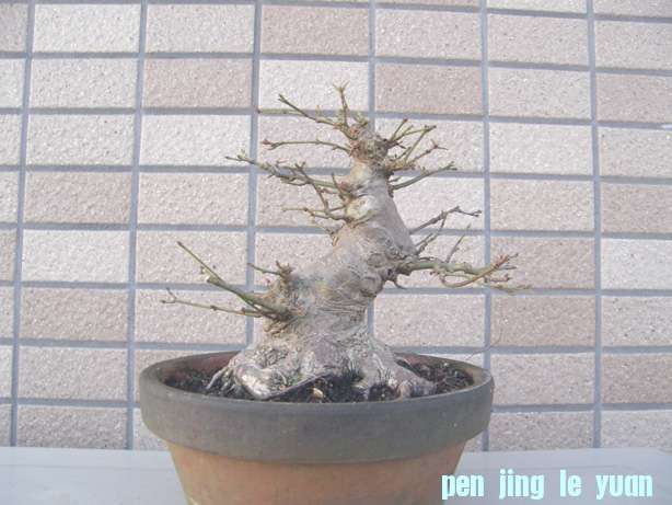 20101210213623960.jpg