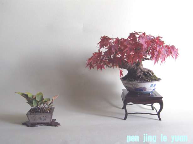 20101213213708240.jpg