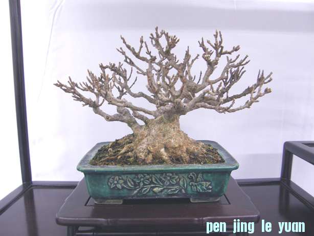 20110108222426946.jpg