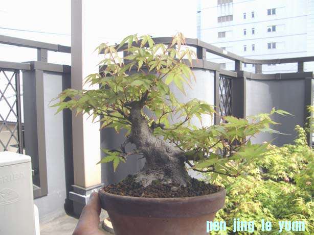 20110518204710665.jpg
