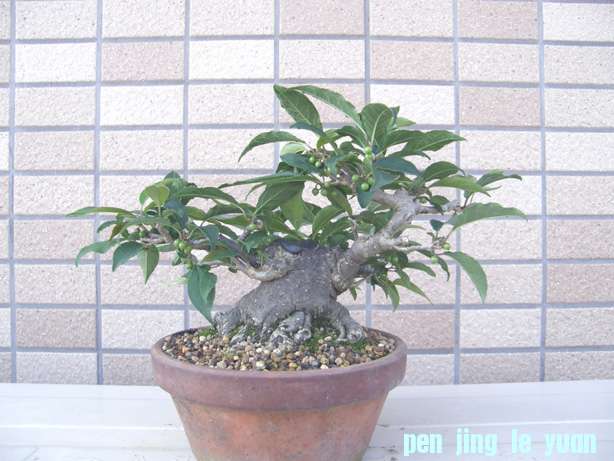 20110629204118400.jpg