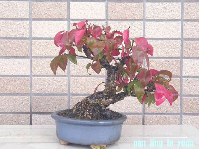 20111115204745894.jpg