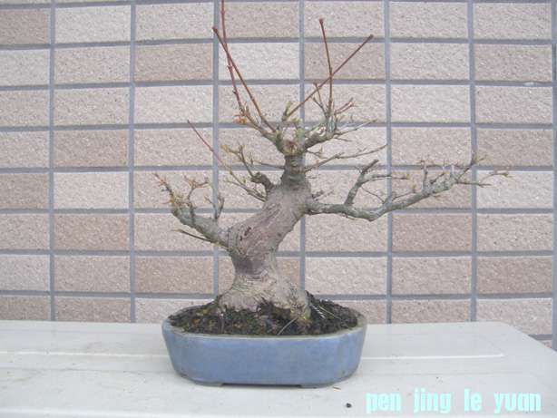 20111203172522521.jpg