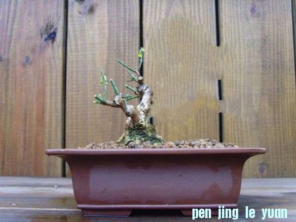 SNV31087_jpg_thumb_conew1.jpg