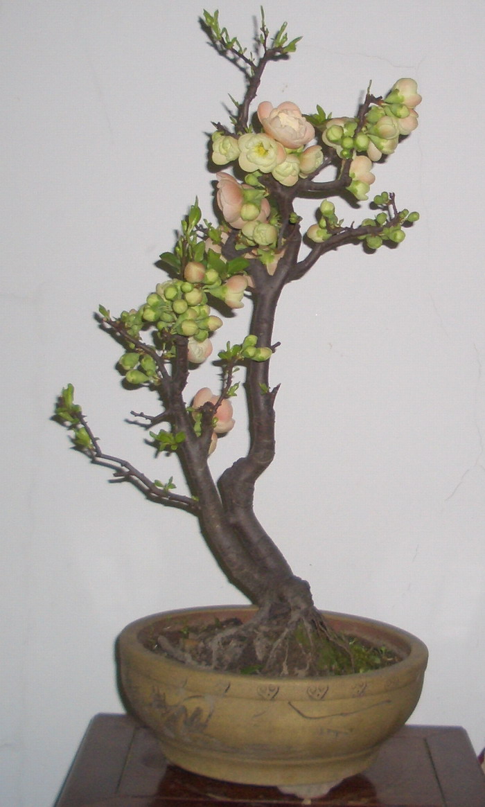 ˫˺1238a.JPG
