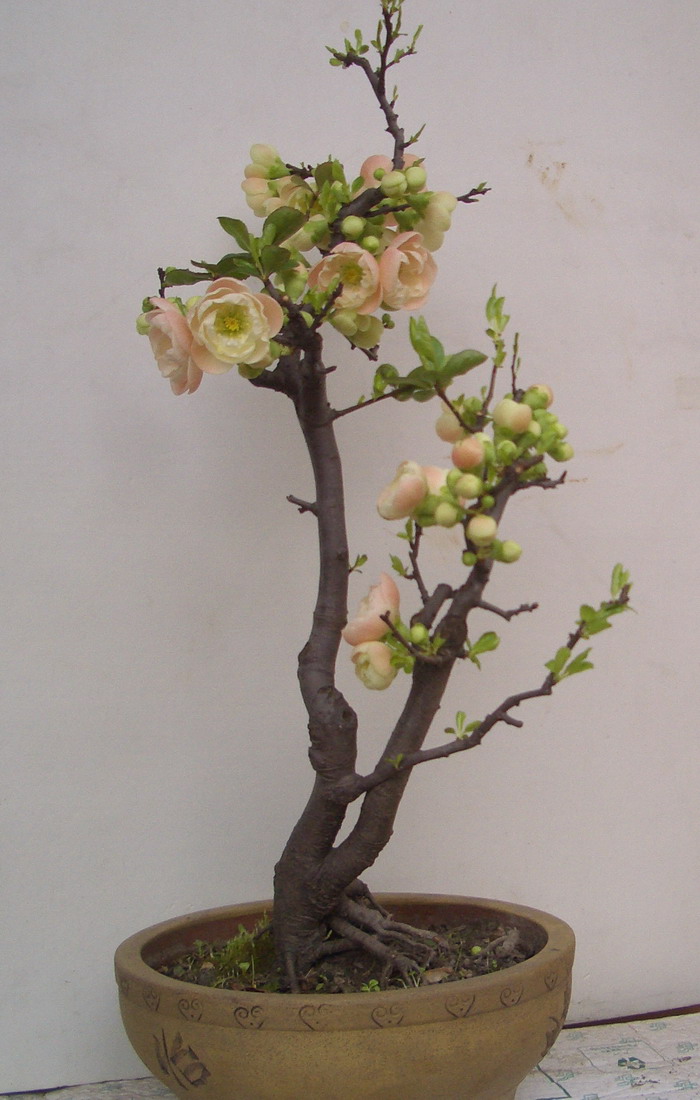 ˫˺1238b.JPG