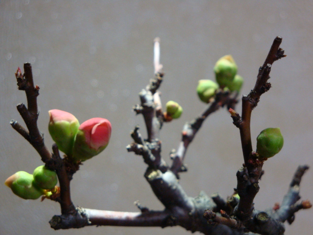 DSC08079.JPG